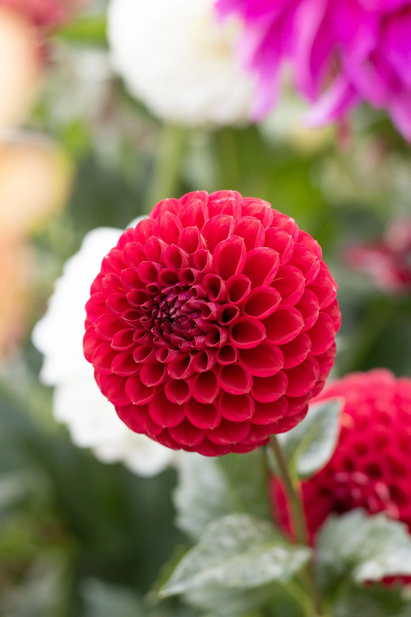 Dahlia : Cornel — ciderpress lane